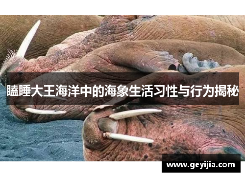 瞌睡大王海洋中的海象生活习性与行为揭秘